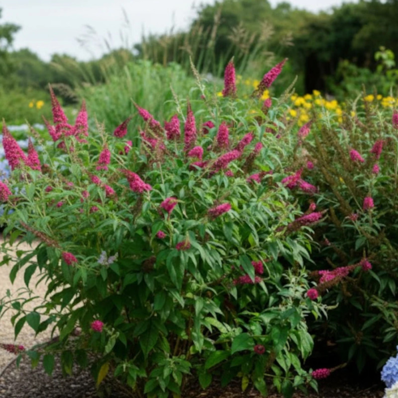 Arbre aux papillons Rêve De Papillon® Red - SILENCE, ça pousse !, Buddleia
