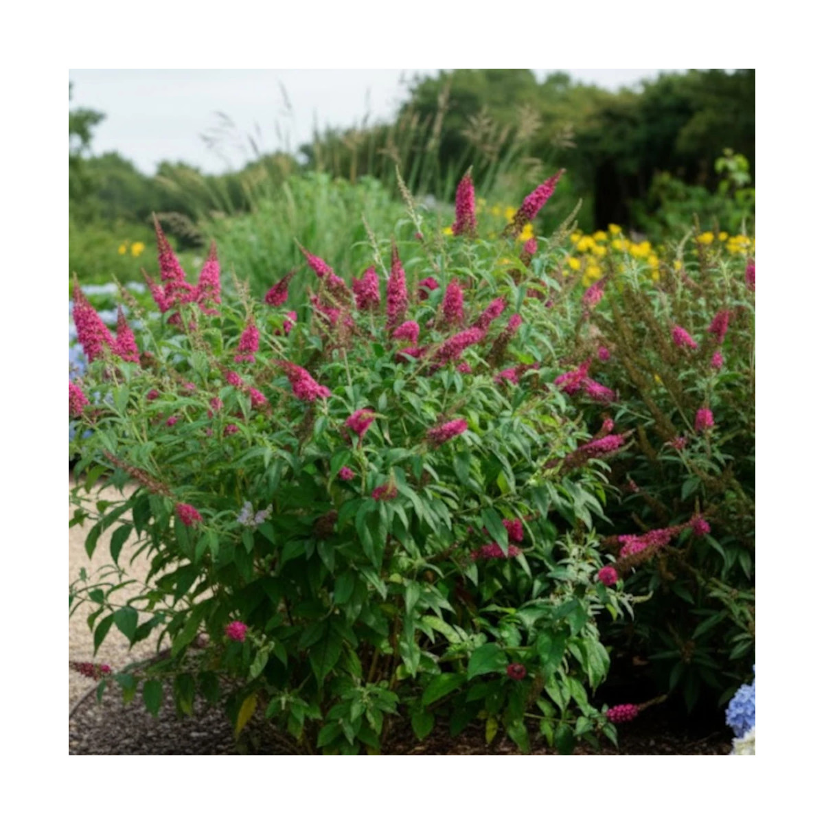 Arbre aux papillons Rêve De Papillon® Red - SILENCE, ça pousse !, Buddleia