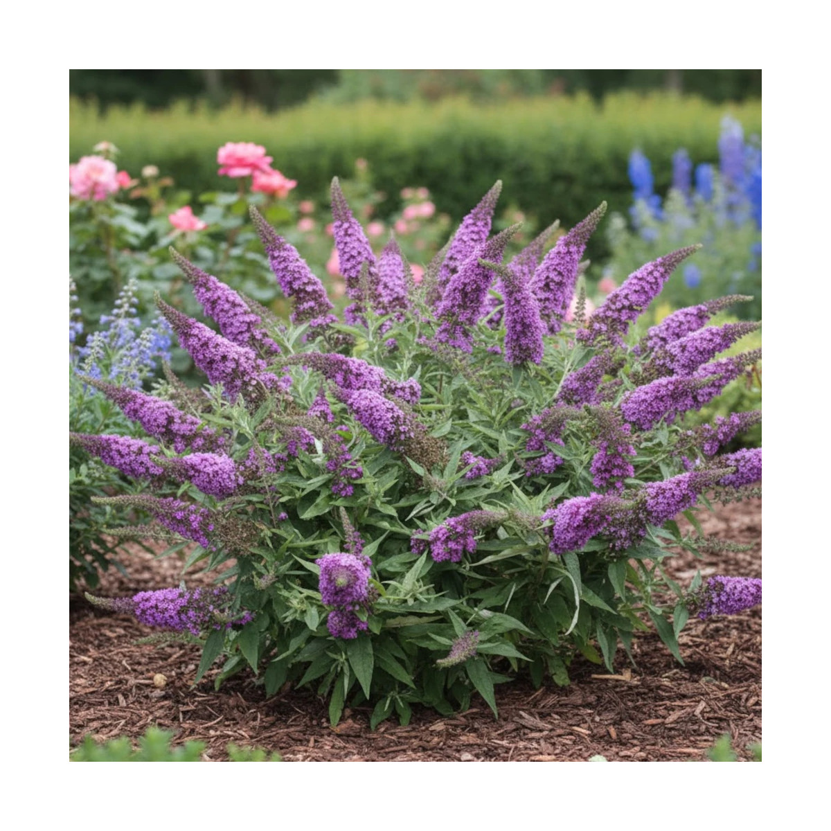 Arbre aux papillons Rocketstar® Orchid - SILENCE, ça pousse !, Buddleia