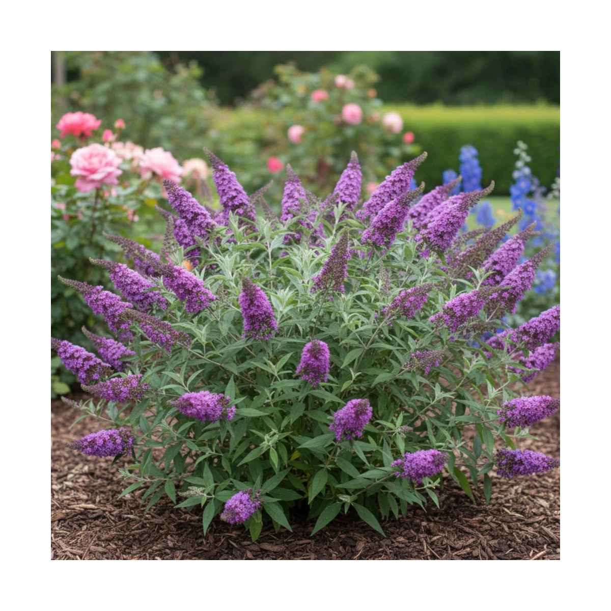 Arbre aux papillons Rocketstar® Orchid - SILENCE, ça pousse !, Buddleia