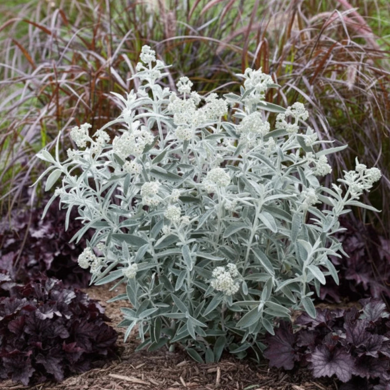 Arbre aux papillons Silver Anniversary® - SILENCE, ça pousse !, Buddleia