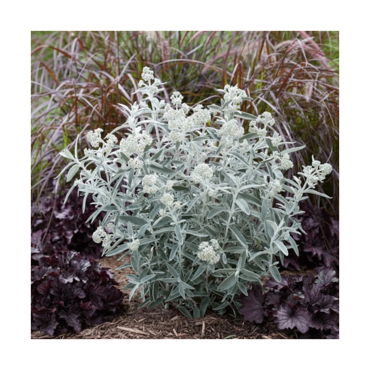 Arbre aux papillons Silver Anniversary® - SILENCE, ça pousse !, Buddleia