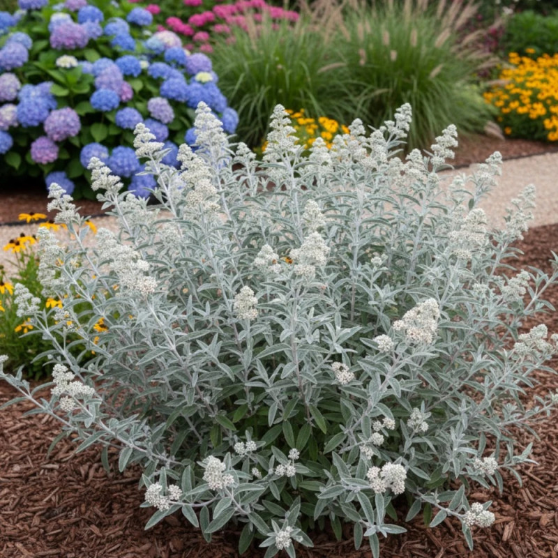 Arbre aux papillons Silver Anniversary® - SILENCE, ça pousse !, Buddleia