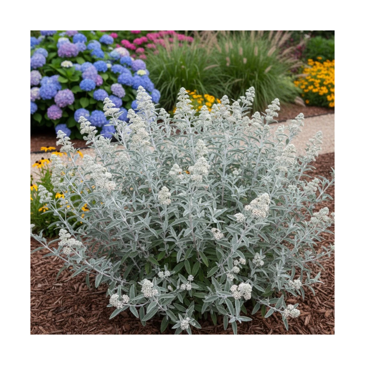 Arbre aux papillons Silver Anniversary® - SILENCE, ça pousse !, Buddleia