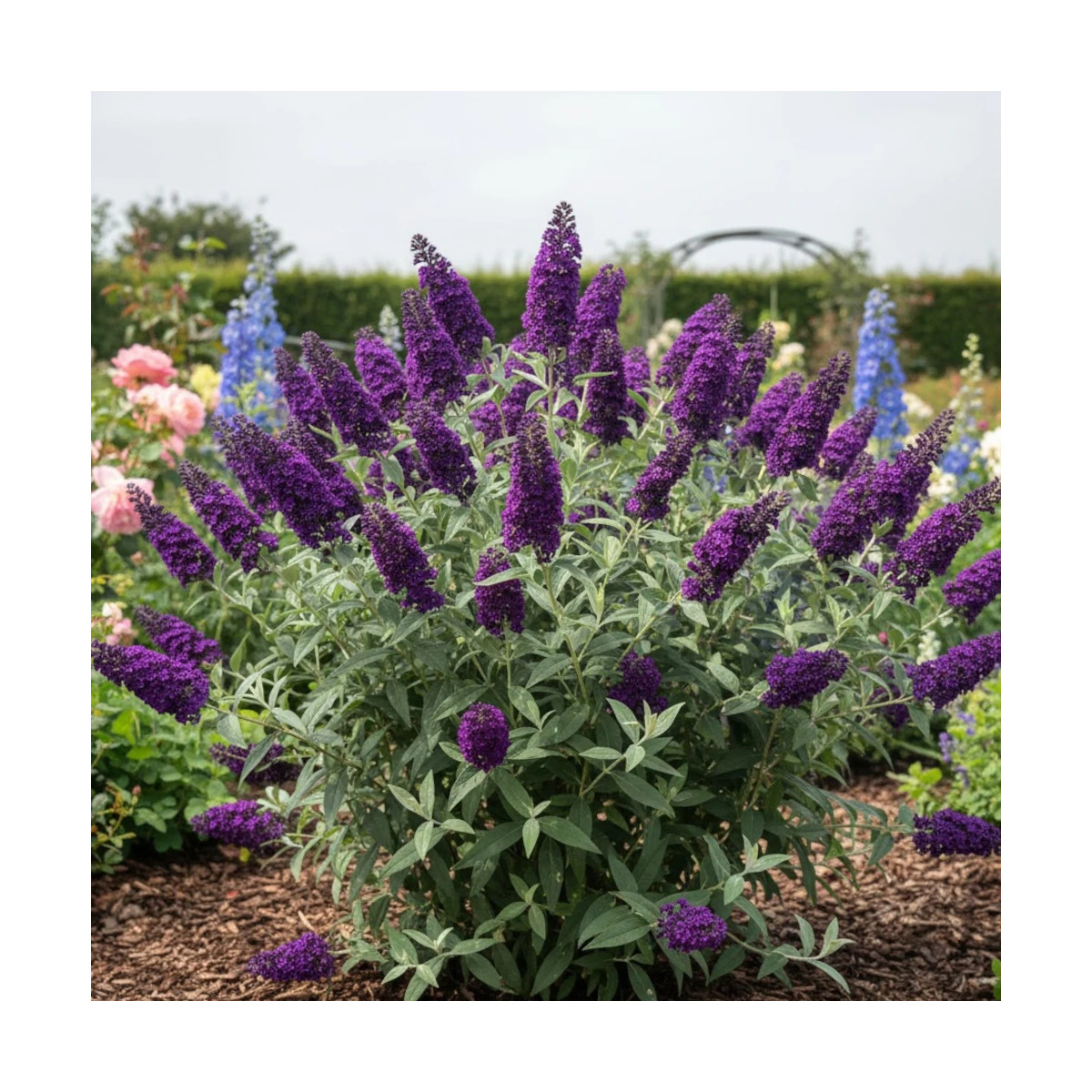 Arbre aux papillons violet Buzz™ Hit Violet, Buddleia Arbre aux papillons violet Buzz™ Hit Violet, Buddleia