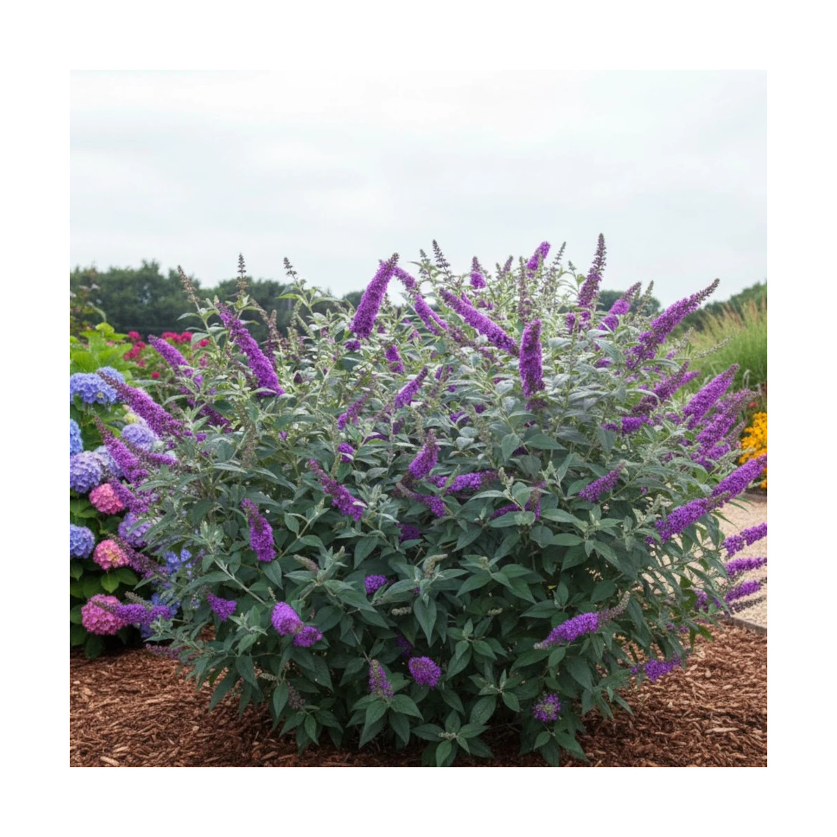 Arbre aux papillons violet Buzz™ Hit Violet, Buddleia Arbre aux papillons violet Buzz™ Hit Violet, Buddleia