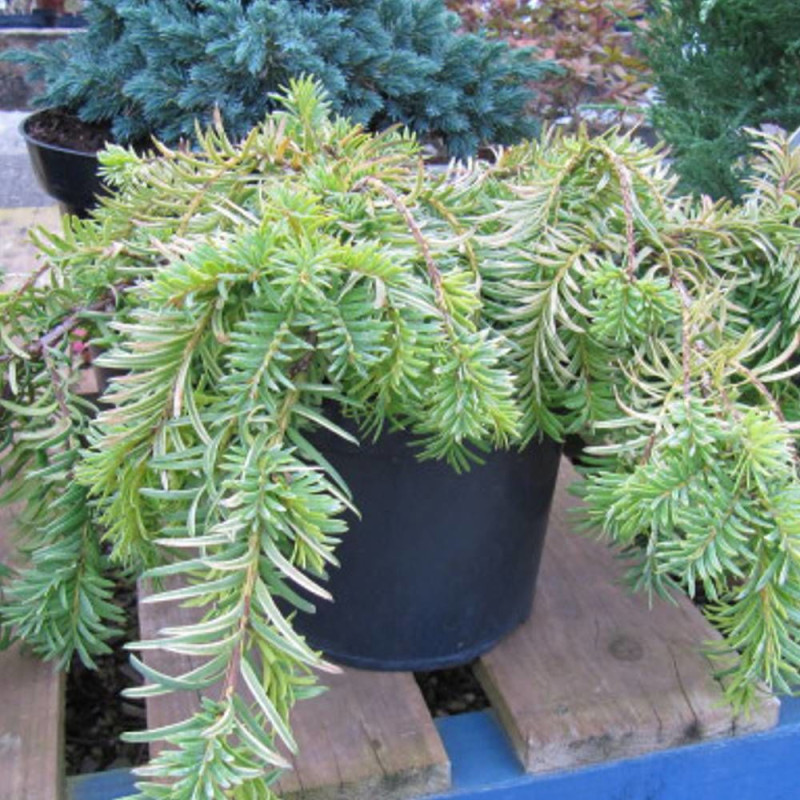 If rampant, Taxus