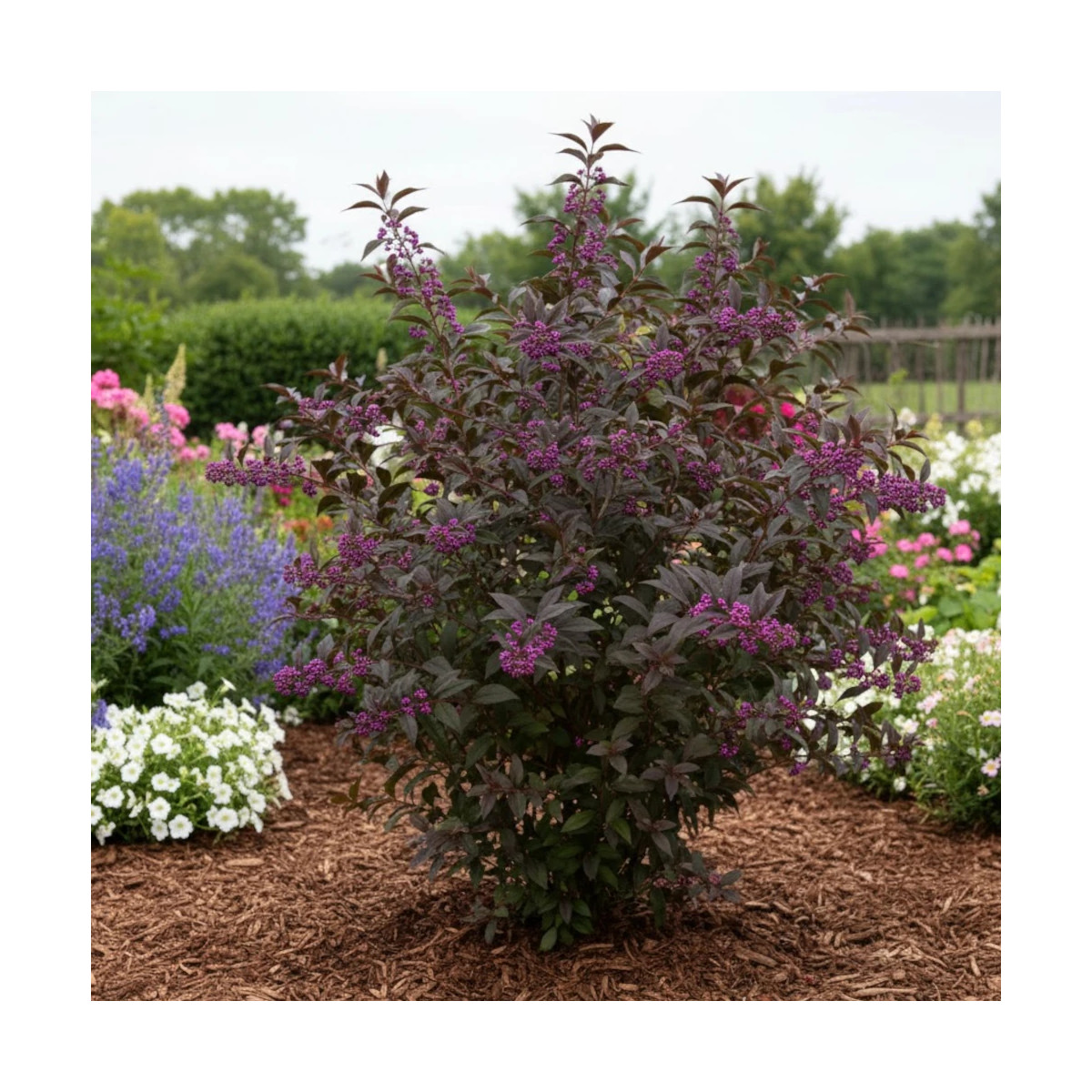 Callicarpa, Arbuste aux bonbons Pearl Glam® - SILENCE, ça pousse !