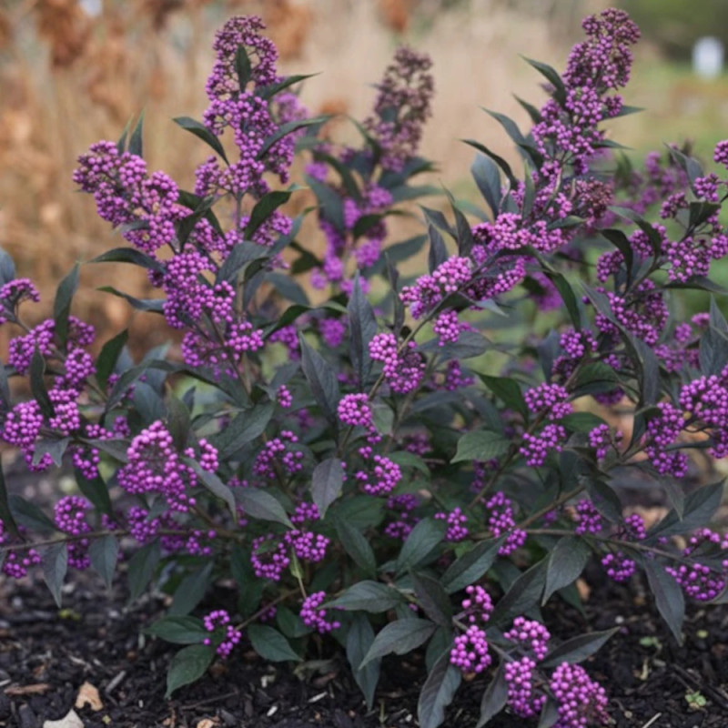 Callicarpa, Arbuste aux bonbons Pearl Glam® - SILENCE, ça pousse !