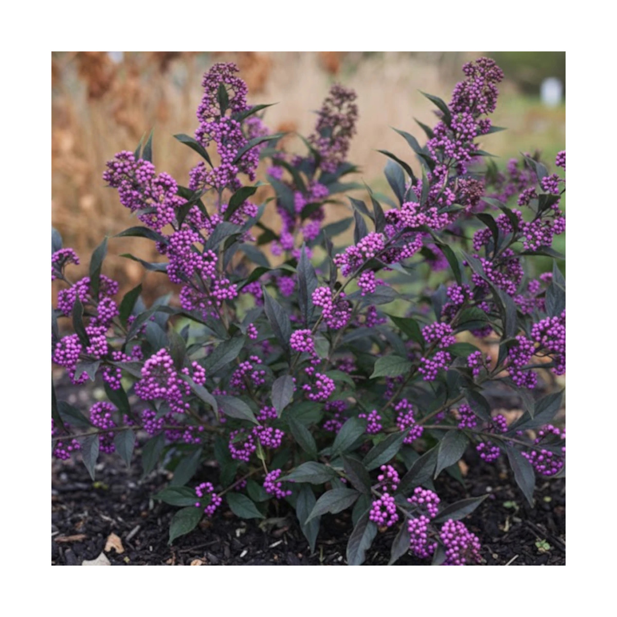 Callicarpa, Arbuste aux bonbons Pearl Glam® - SILENCE, ça pousse !