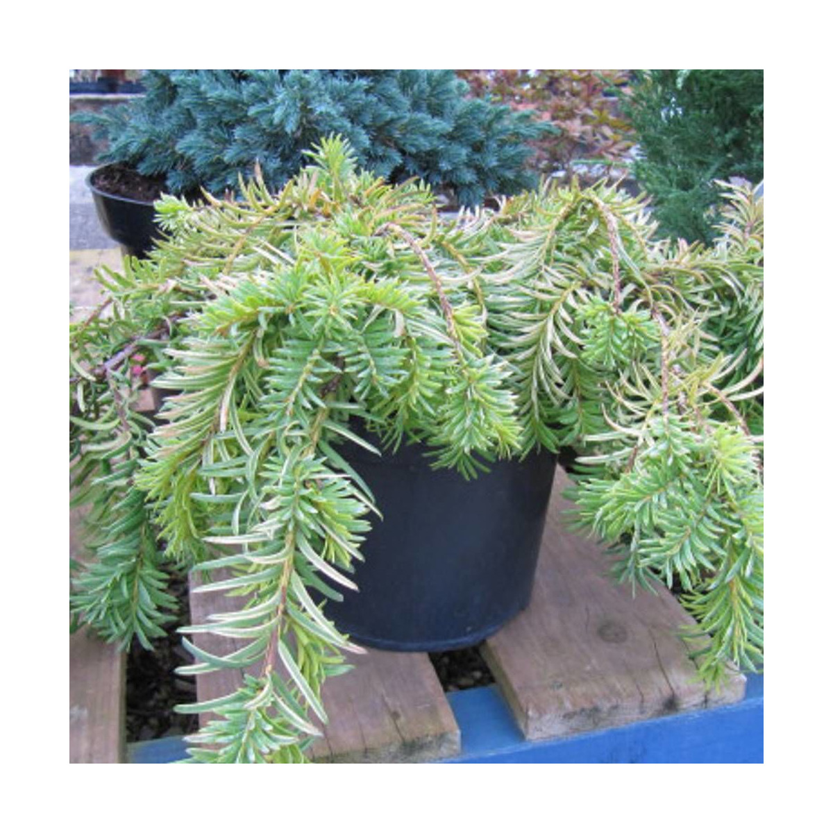 If rampant doré, Taxus
