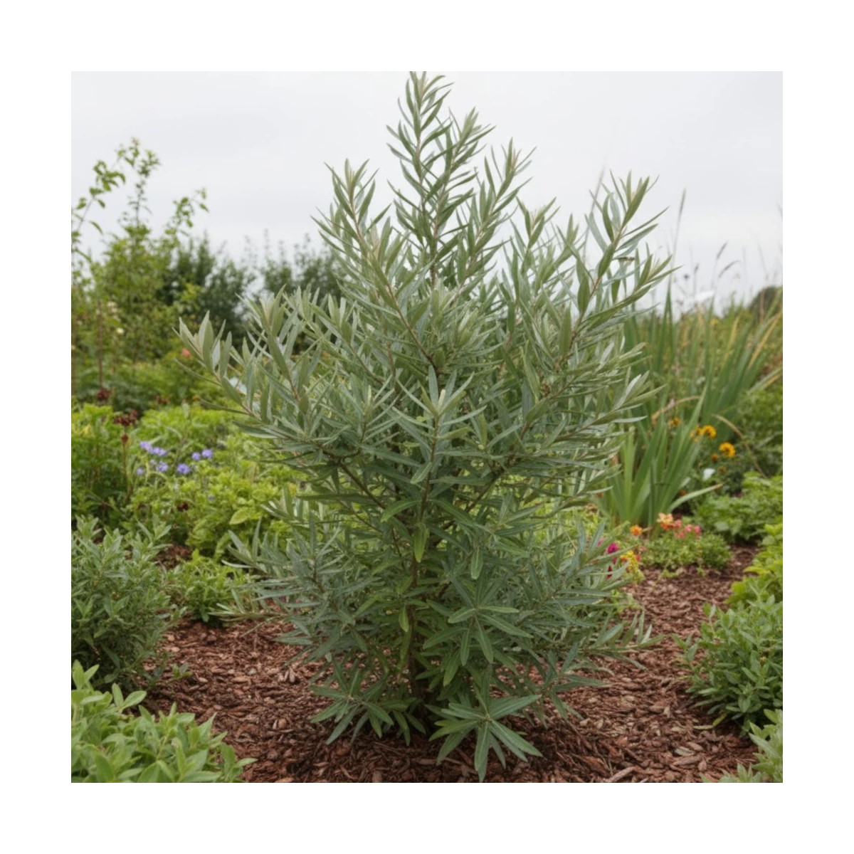 Argousier Hergo, Hippophae