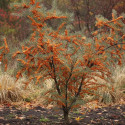 Argousier Leikora, Hippophae