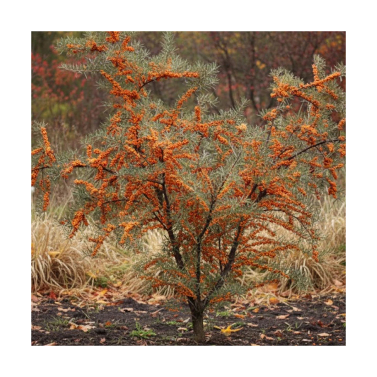 Argousier Hergo, Hippophae