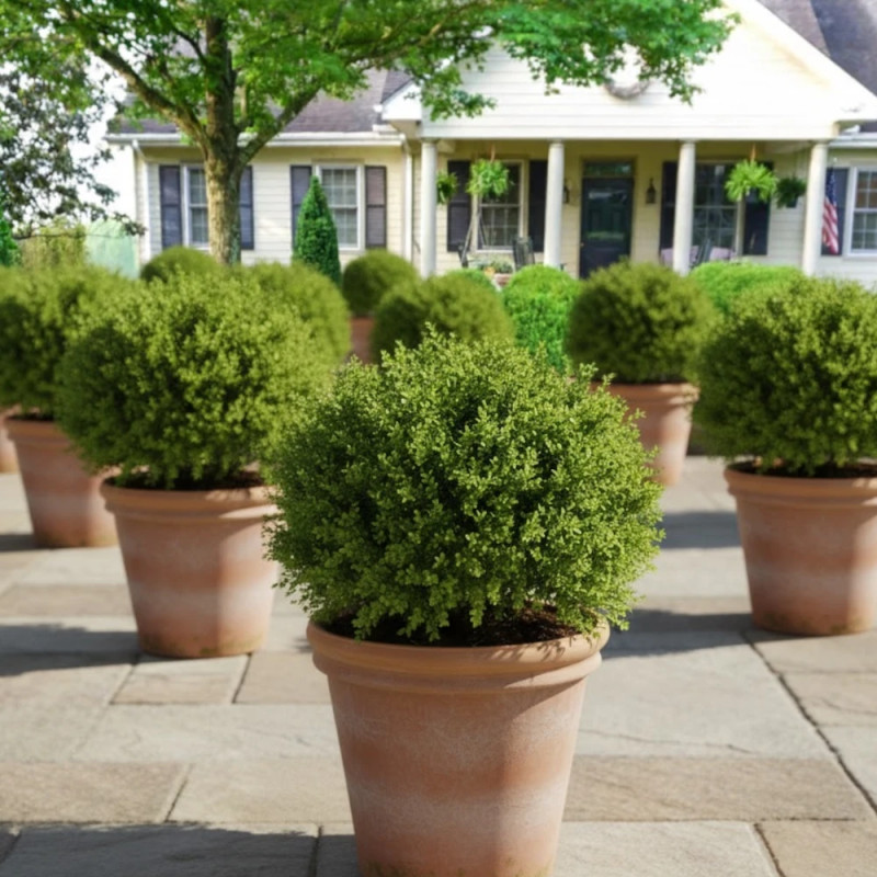 Buis NewGen Independence® ‘SB 108’, Buxus
