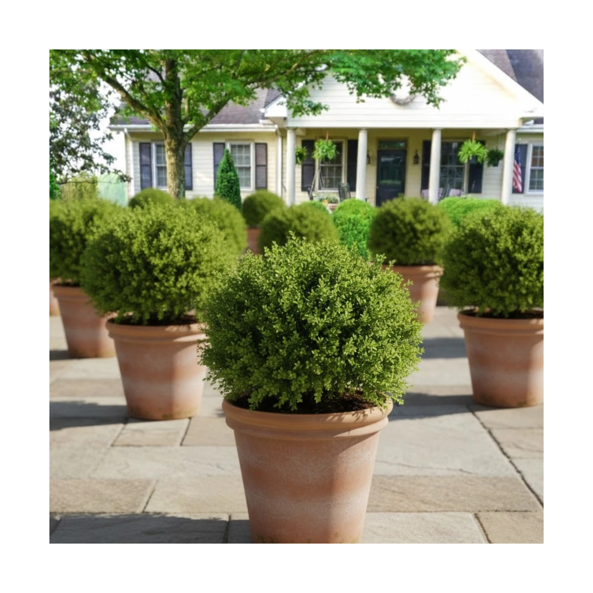 Buis NewGen Independence® ‘SB 108’, Buxus