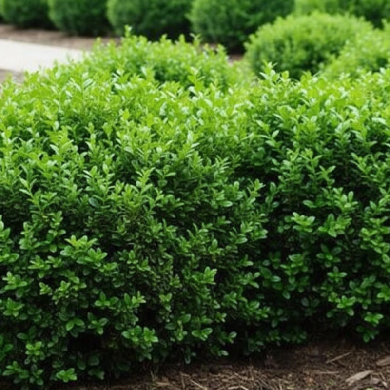 Buis NewGen Independence® ‘SB 108’, Buxus