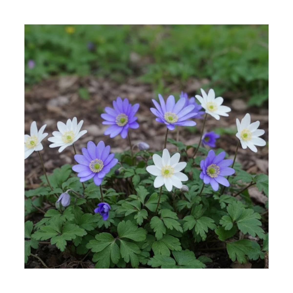Bulbe d'Anémones blanda Bleue et blanche