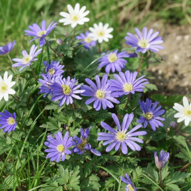 Bulbe d'Anémones blanda Bleue et blanche