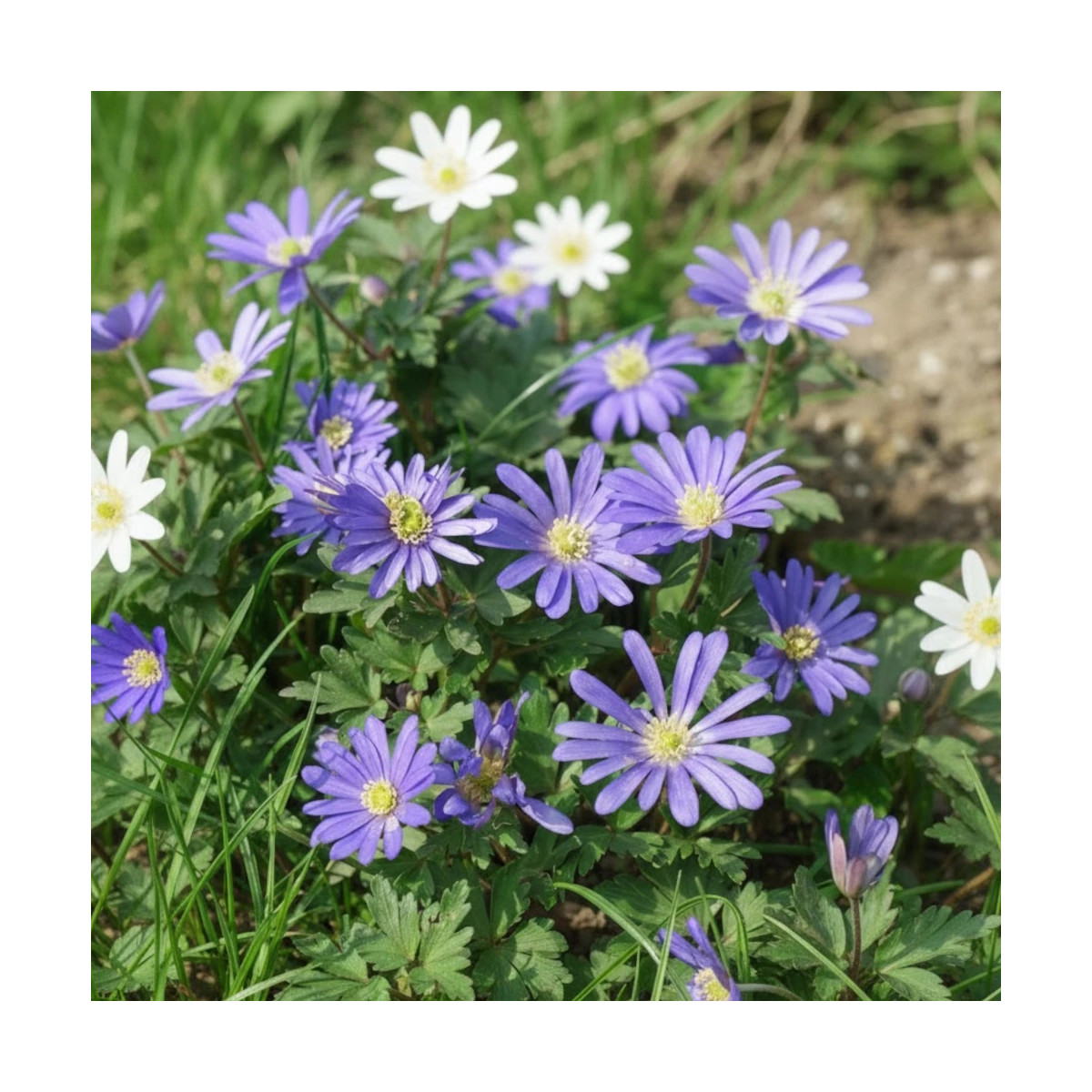 Bulbe d'Anémones blanda Bleue et blanche