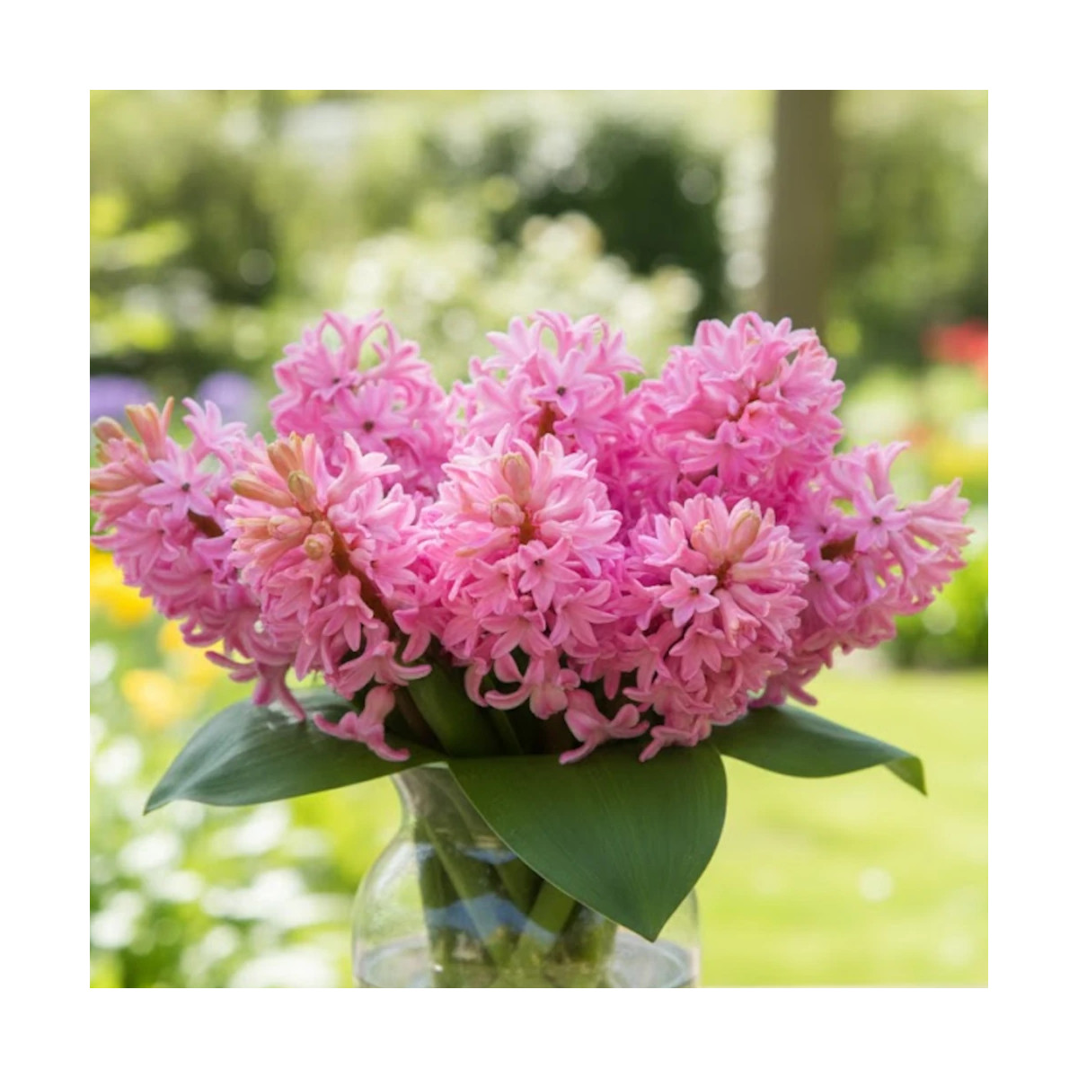 Bulbe de Jacinthe Pink Pearl Bulbe de Jacinthe Pink Pearl