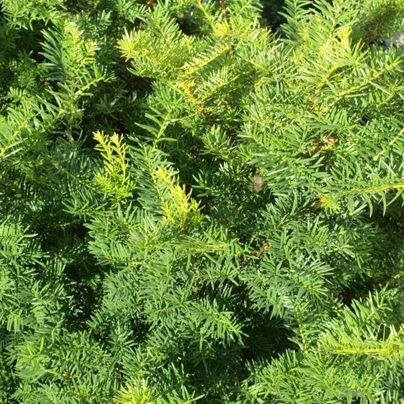 If commun Strait Hedge, Taxus