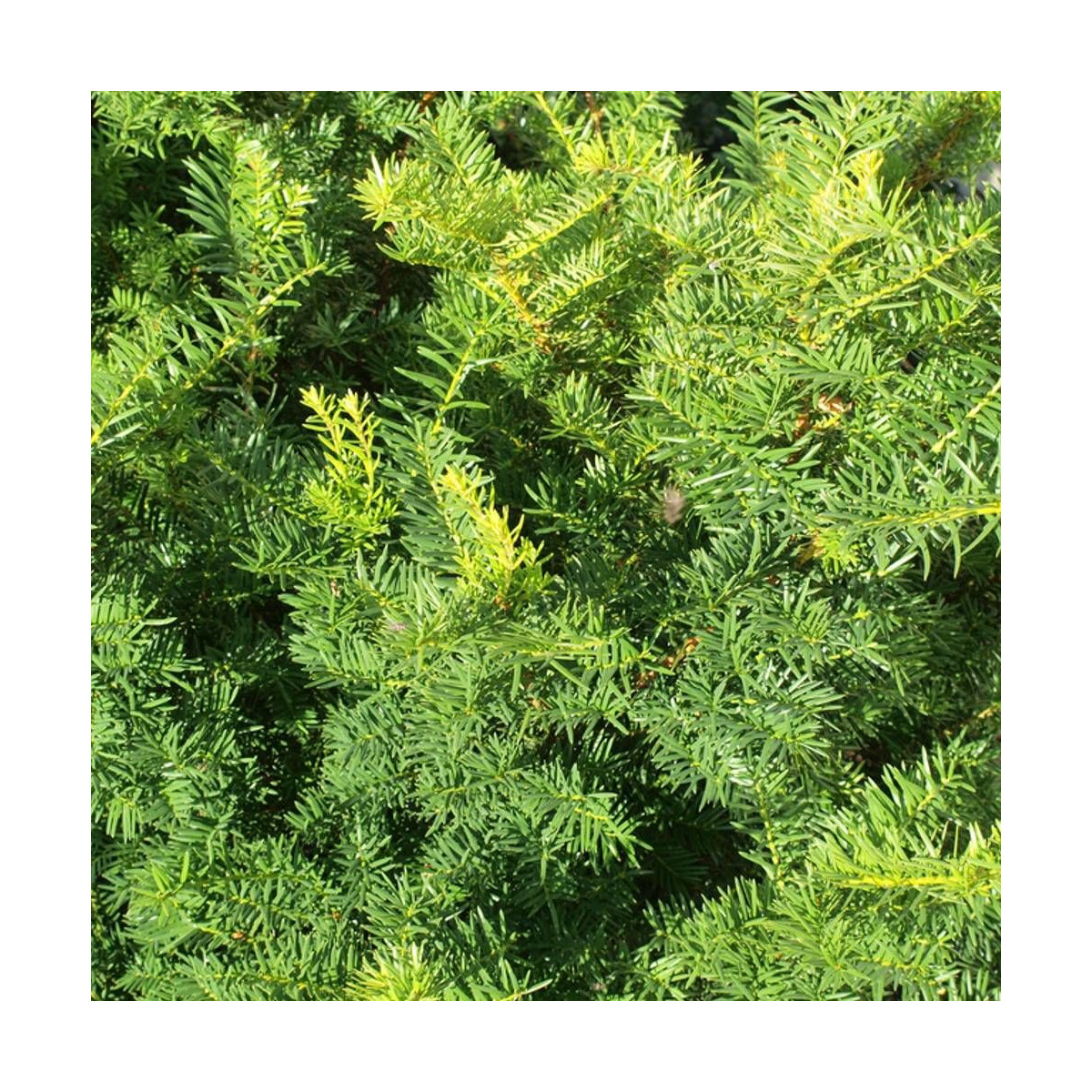 If commun Strait Hedge, Taxus