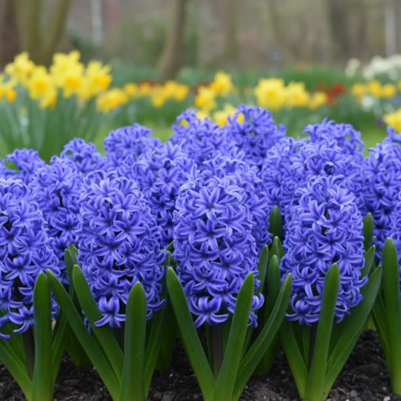 Bulbe de Jacinthe Bleu de Delf