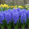 Bulbe de Jacinthe Bleu de Delf