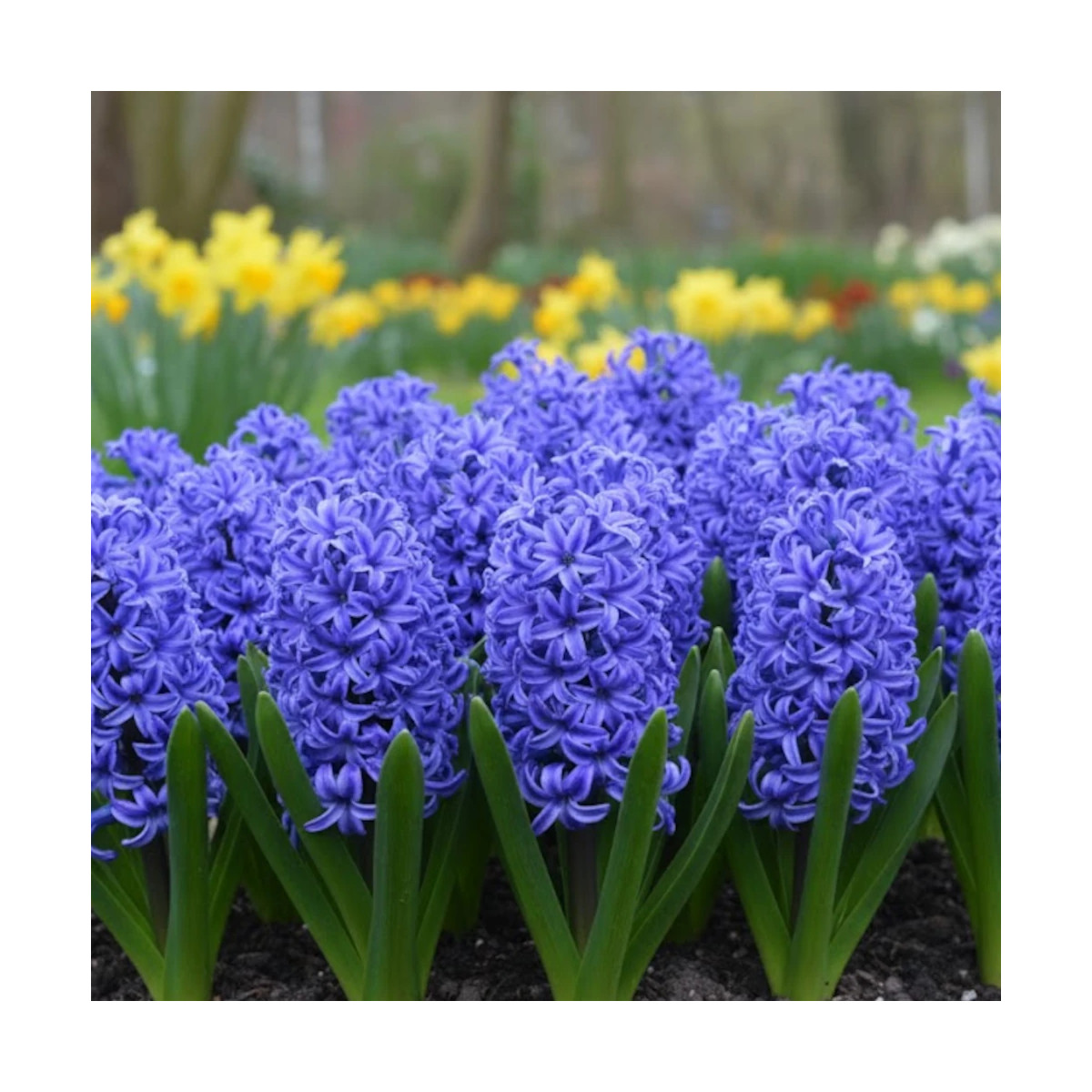 Bulbe de Jacinthe Bleu de Delf
