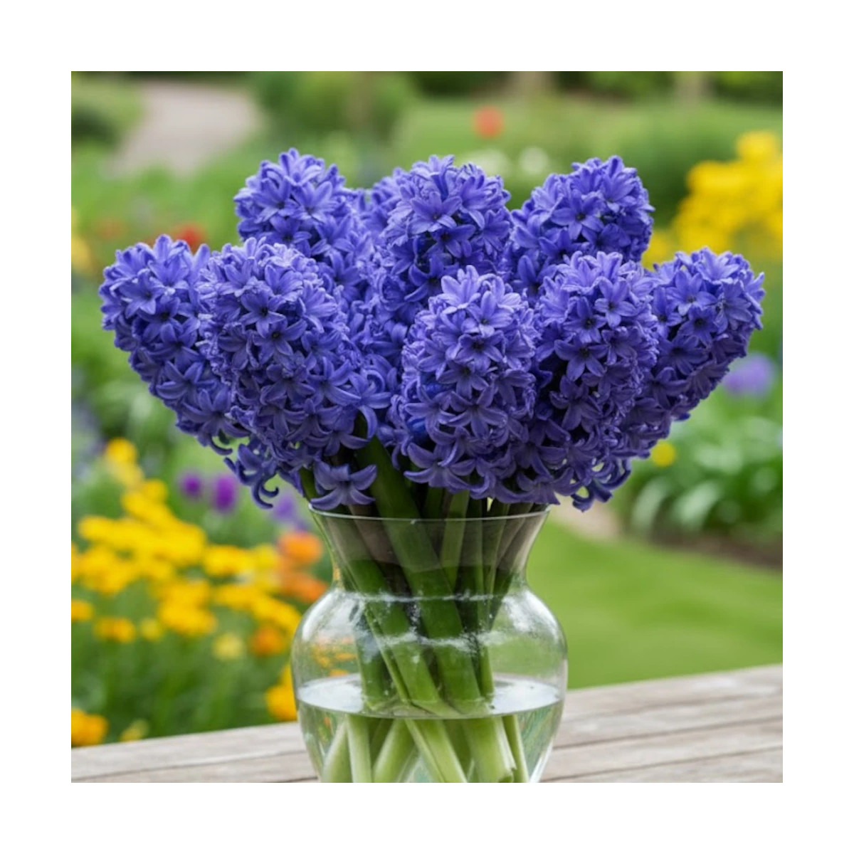 Bulbe de Jacinthe Bleu de Delf