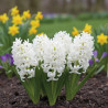 Bulbe de Jacinthe White Pearl