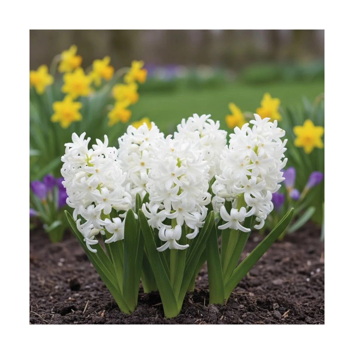 Bulbe de Jacinthe White Pearl Bulbe de Jacinthe White Pearl