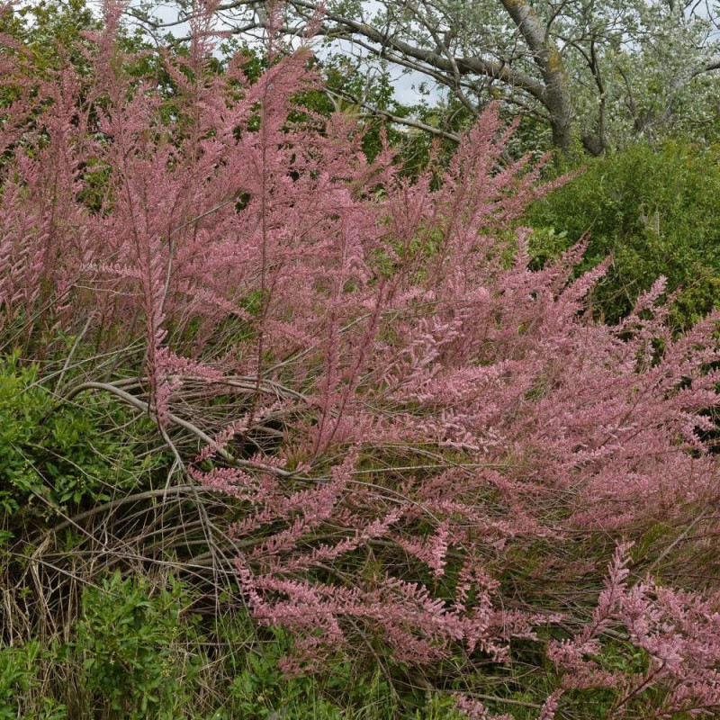 Tamaris d'été ramosissima Rubra
