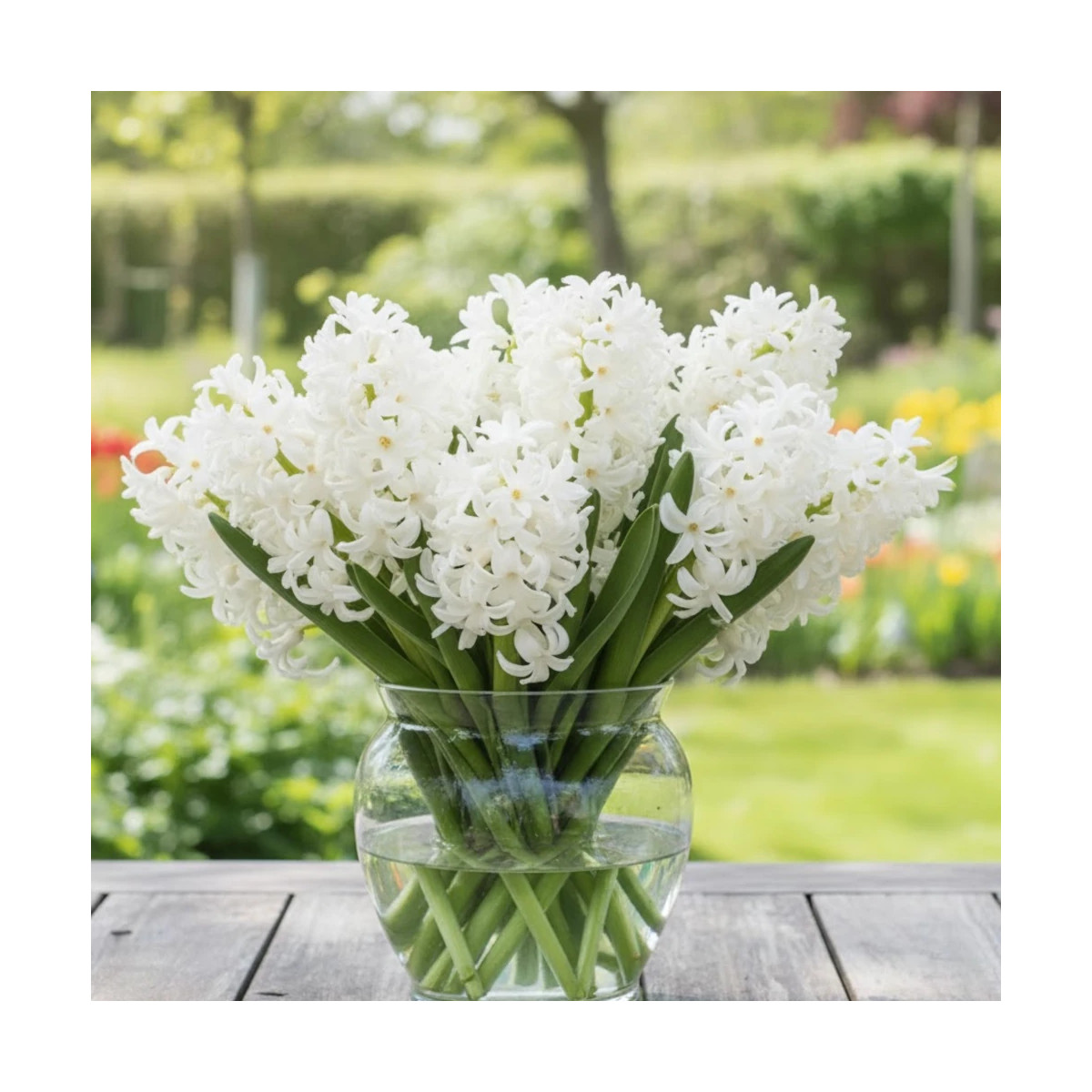 Bulbe de Jacinthe White Pearl Bulbe de Jacinthe White Pearl