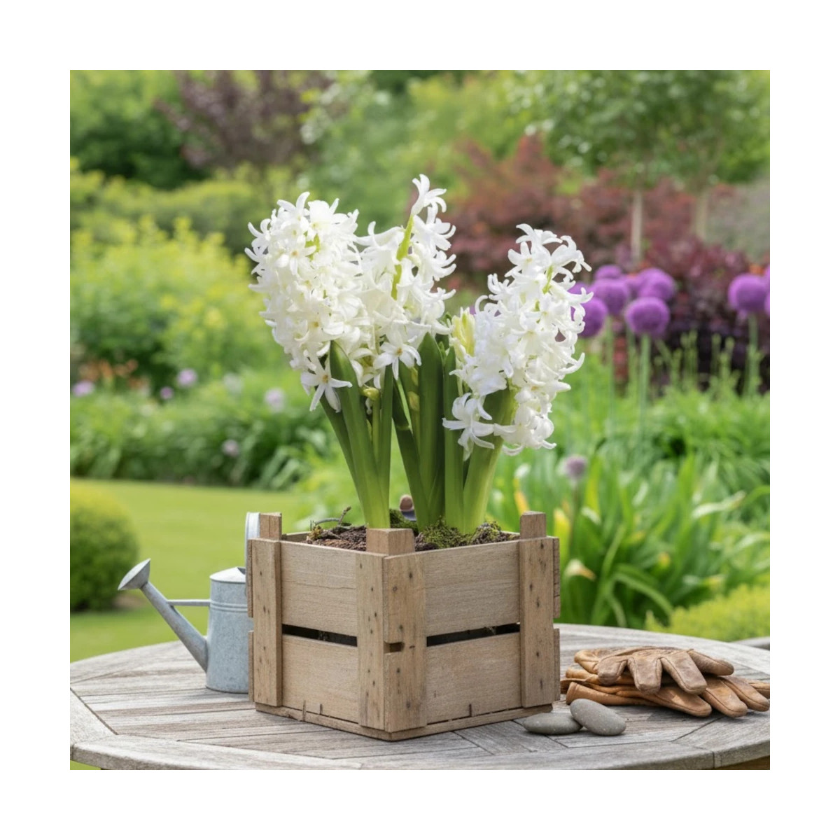 Bulbe de Jacinthe White Pearl Bulbe de Jacinthe White Pearl