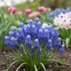 Bulbe de Muscari Touch of Snow