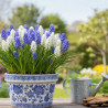 Bulbe de Muscari Variés