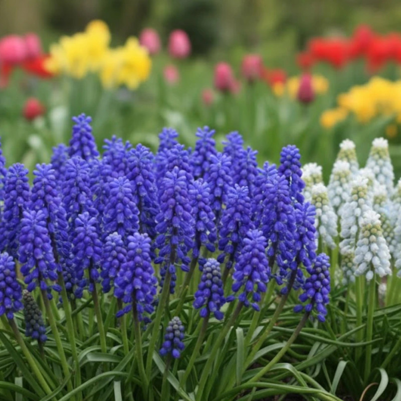 Bulbe de Muscari Variés