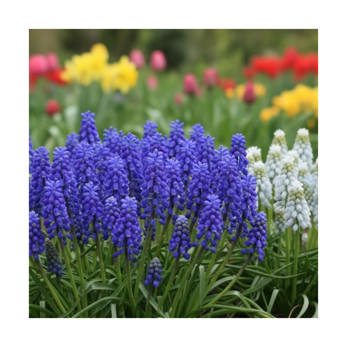 Bulbe de Muscari Variés