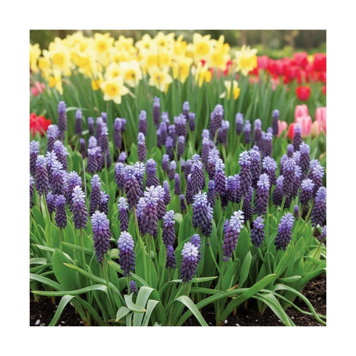 Bulbe de Muscari Latifolium