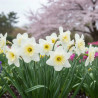 Bulbe de Narcisse grande coupe Ice Follies