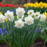 Bulbe de Narcisse double Obdam