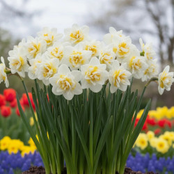 Bulbe de Narcisse double White Lion