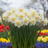 Bulbe de Narcisse double White Lion