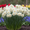 Bulbe de Narcisse Pluriflore Erlichee