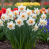Bulbe de Narcisse Pluriflore Sir Winston Churchill