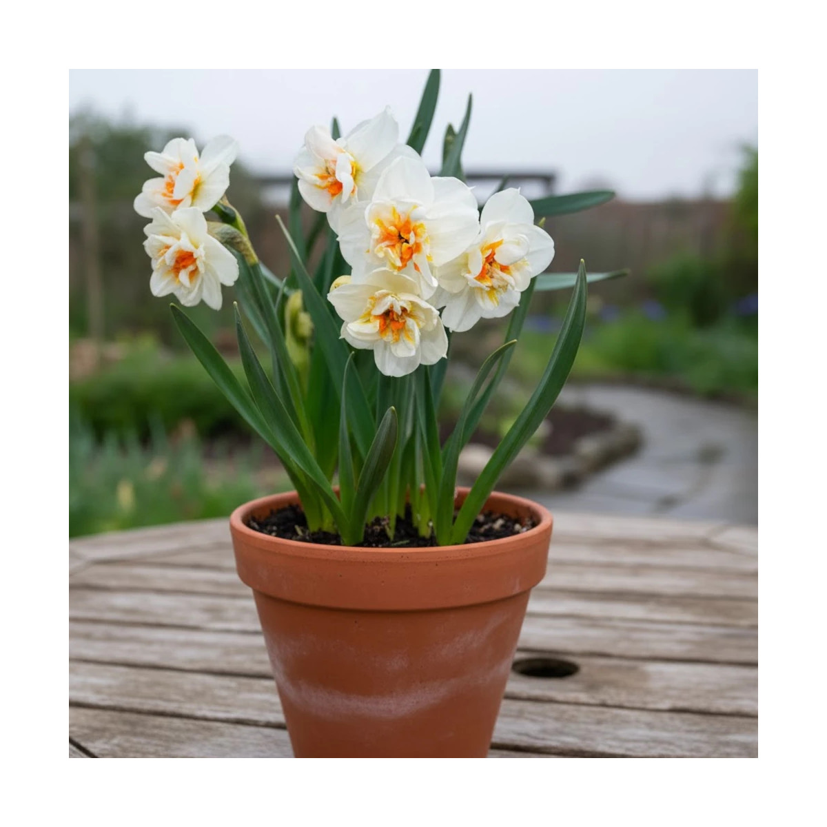 Bulbe de Narcisse Pluriflore Sir Winston Churchill