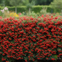 Buisson ardent Red Column, Pyracantha
