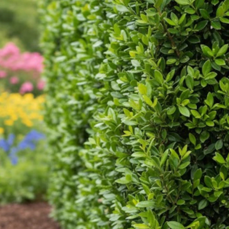 Buisson ardent Saphyr® Jaune 'Cadaune', Pyracantha